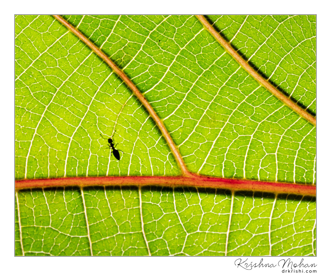 Patterns - Ant on a Leaf