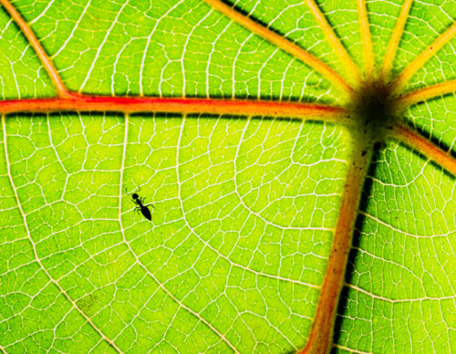 Patterns - Ant on a Leaf