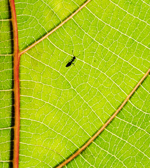 Patterns - Ant on a Leaf