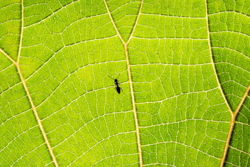 Patterns - Ant on a Leaf