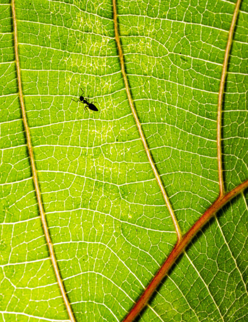 Patterns - Ant on a Leaf