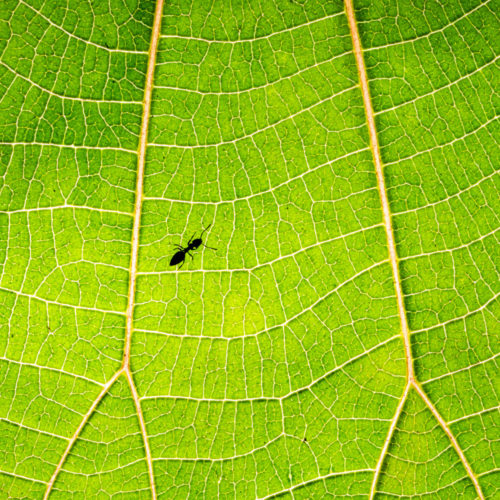 Patterns - Ant on a Leaf