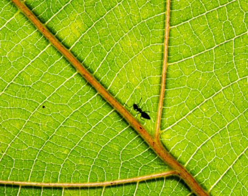 Patterns - Ant on a Leaf