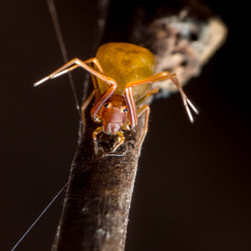 Ant-Like Crab Spider - Amyciaea forticeps