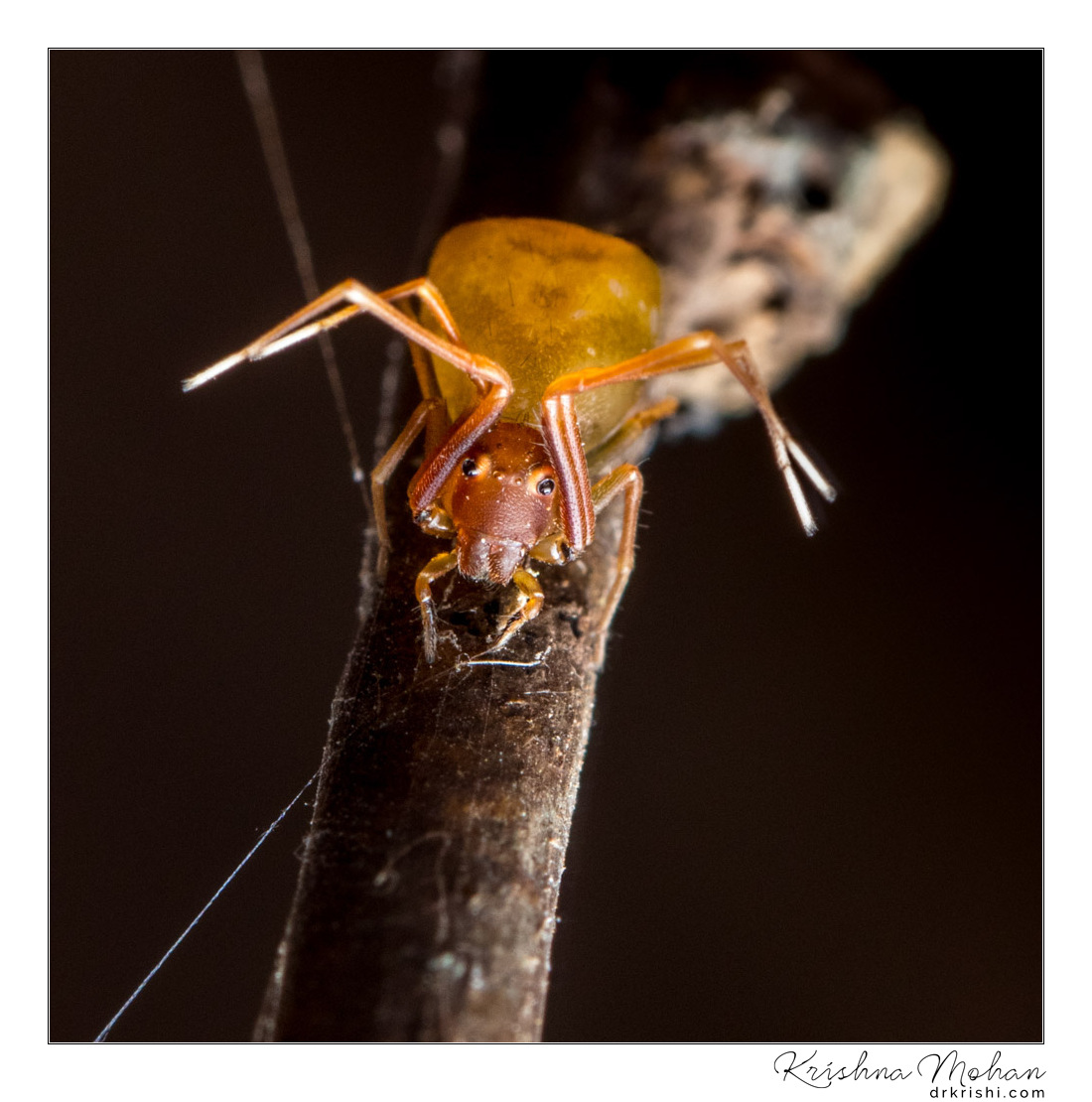 Ant-Like Crab Spider - Amyciaea forticeps