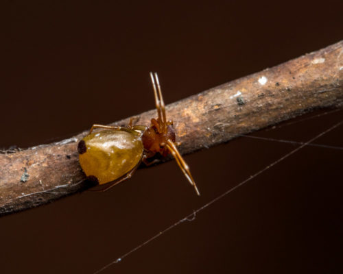 Ant-Like Crab Spider - Amyciaea forticeps