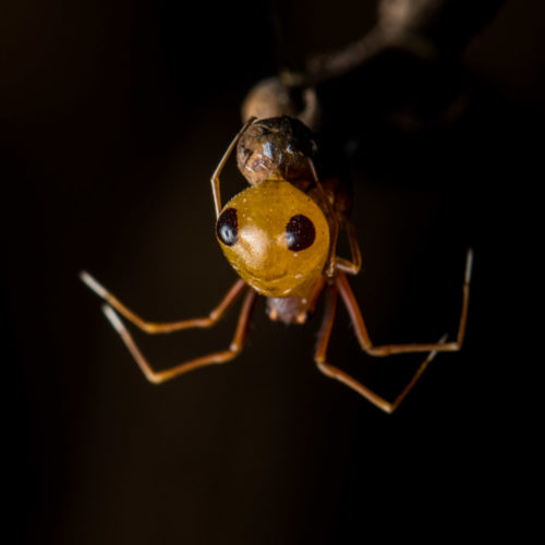 Ant-Like Crab Spider - Amyciaea forticeps