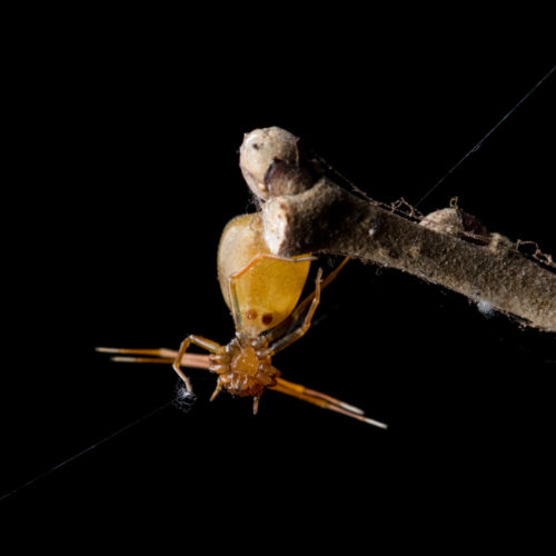 Ant-Like Crab Spider - Amyciaea forticeps