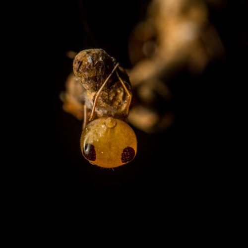 Ant-Like Crab Spider - Amyciaea forticeps