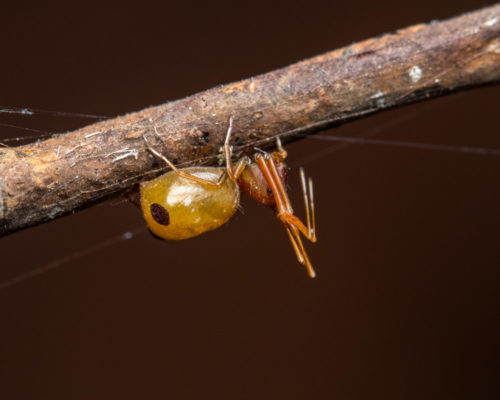 Ant-Like Crab Spider - Amyciaea forticeps