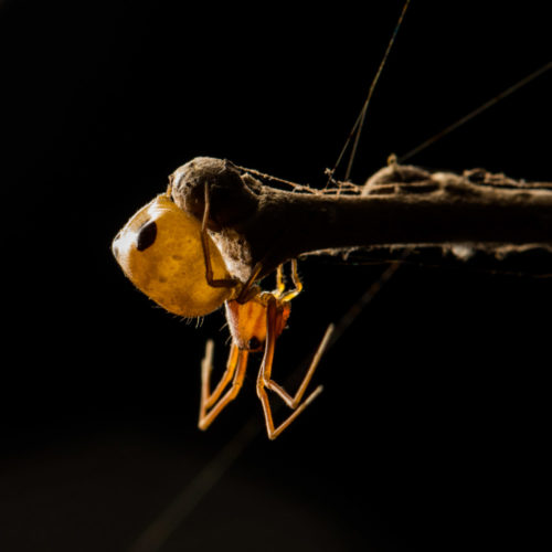 Ant-Like Crab Spider - Amyciaea forticeps