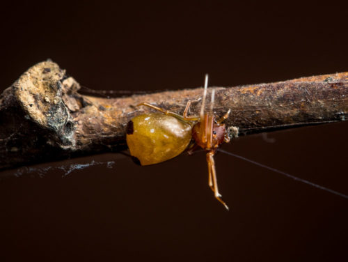 Ant-Like Crab Spider - Amyciaea forticeps