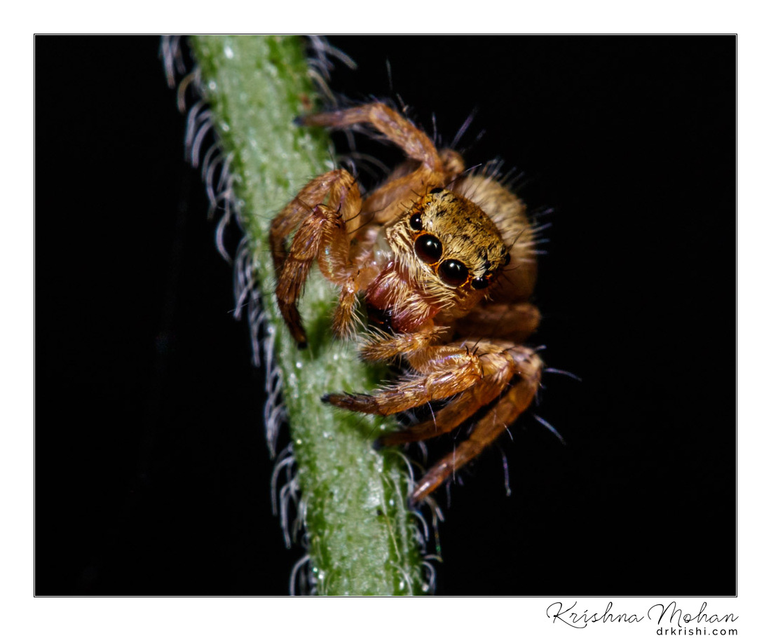 Carrhotus Spider