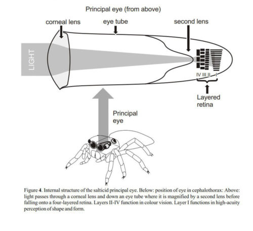 Diagram of a Salticid eye, from the fabulously named paper, "'Eight-legged cats' and how they see" by Harland, D. P. and Jackson, R. R. 2000