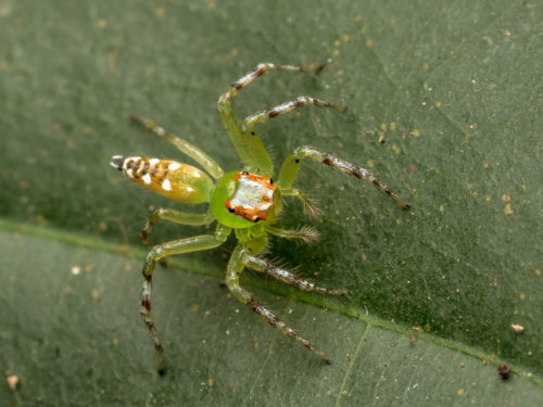 Epeus Spider