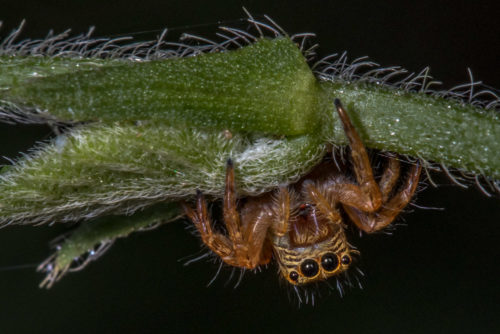 Carrhotus Spider