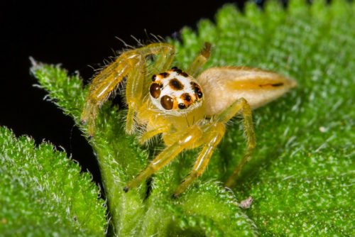 Telamonia Spider