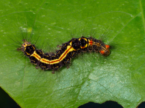 Tussock Moth Caterpillar