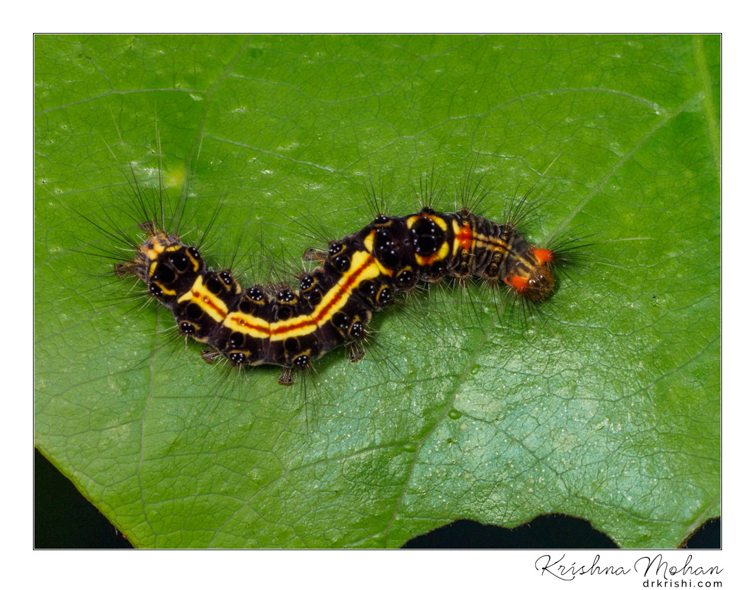 Tussock Moth Caterpillar