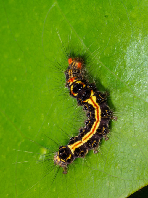 Tussock Moth Caterpillar