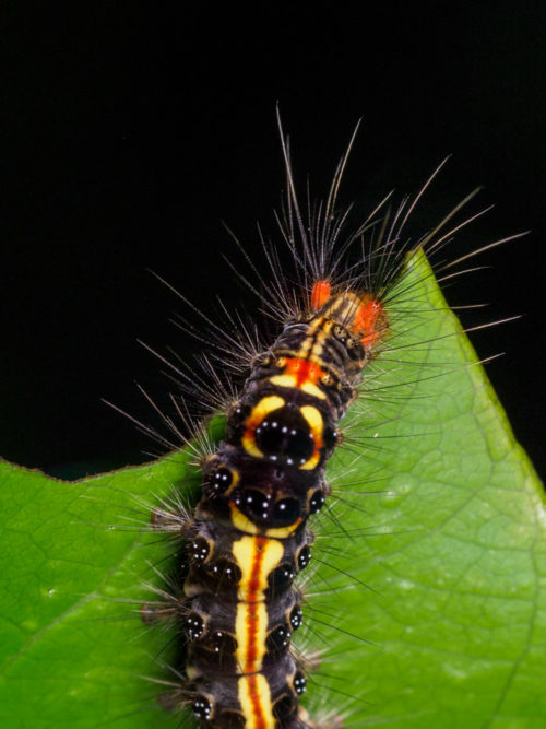 Tussock Moth Caterpillar