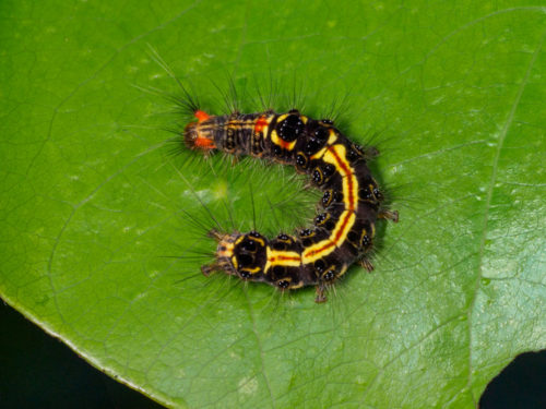 Tussock Moth Caterpillar