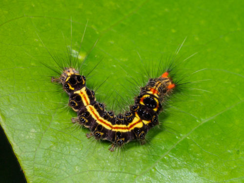 Tussock Moth Caterpillar