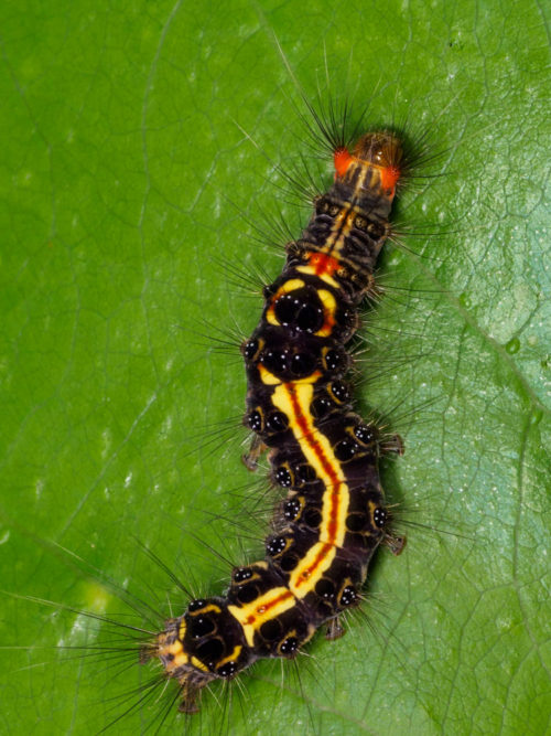 Tussock Moth Caterpillar