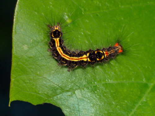 Tussock Moth Caterpillar