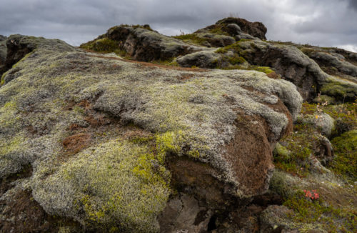 Closeup of Moss