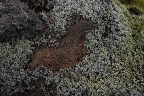 Closeup of Moss