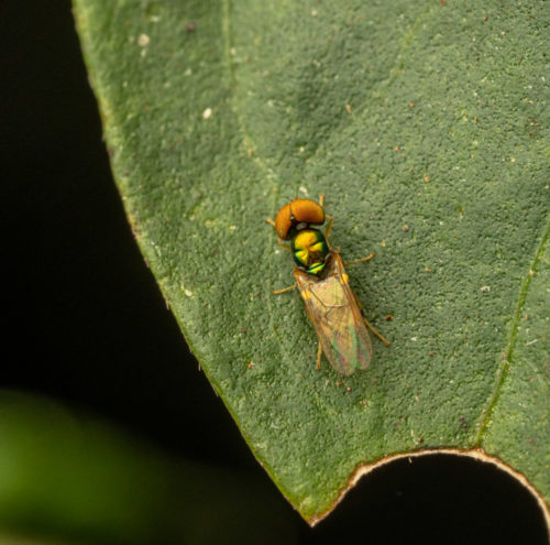 Soldier Fly (Stratiomyidae)