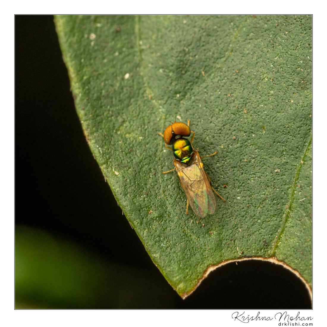 Soldier Fly (Stratiomyidae)