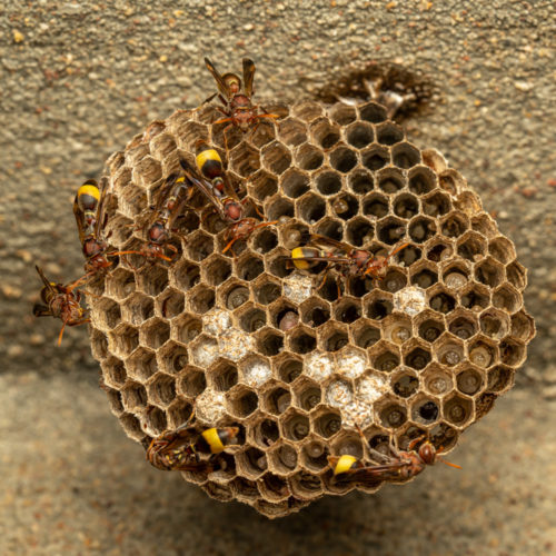 Ropalidia social wasp nest