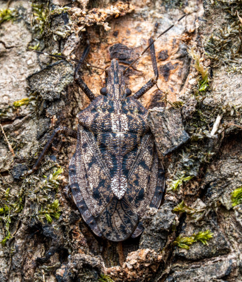 Halys species (Hemiptera: Pentatomidae).