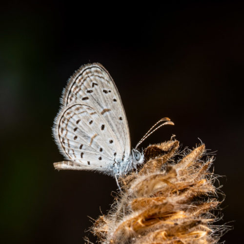 Tiny Grass Blue (Zizula hylax)