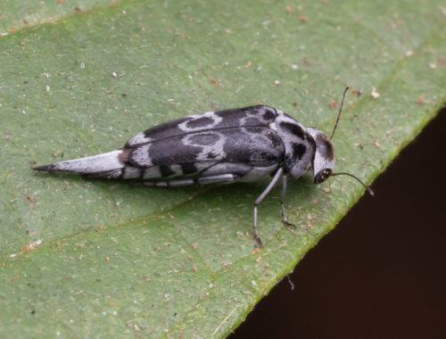 Mordellidae - tumbling flower beetles