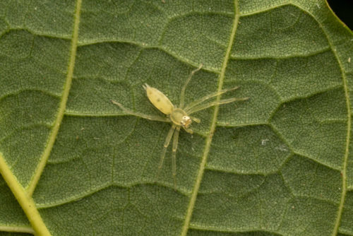 Asemonea cf. tenuipes