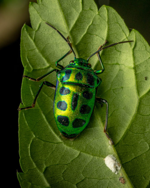 Jewel Bug - Chrysocoris purpureus (Family Scutelleridae)