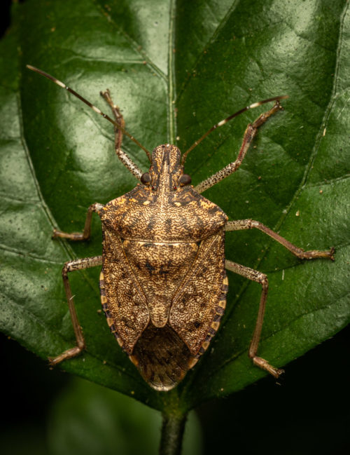 Stink Bug belonging to family Pentatomidae