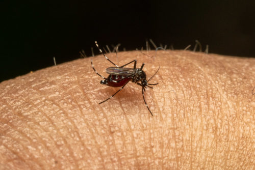 Blood sucking Mosquito