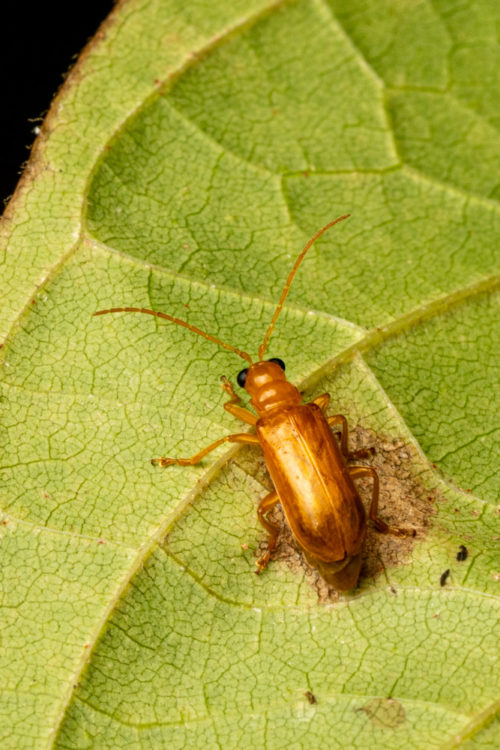 Beetle belonging to genus Hoplasoma