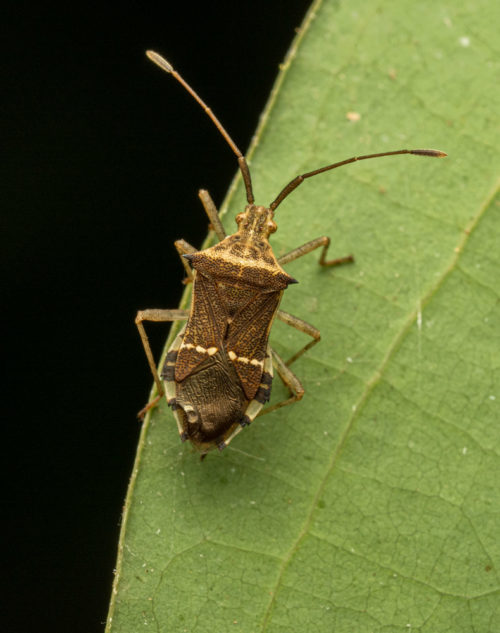 Clatomorpha hastata, leaf footed bug, Coreidae