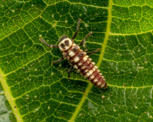 Ladybug larva