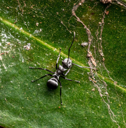 Polyrhachis ant