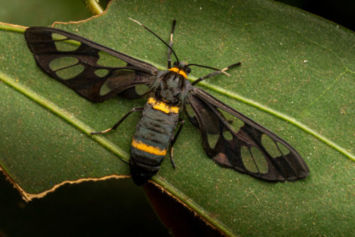 Syntomoides imaon, the handmaiden moth