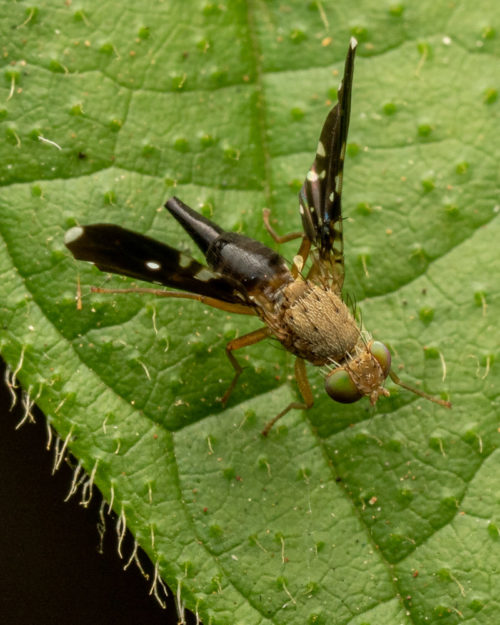 Tephritid fruit fly