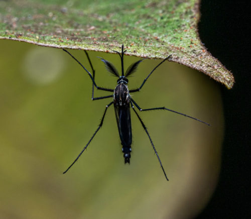 Male Mosquito