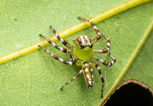 Epeus jumping spider