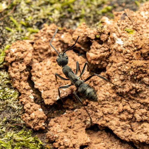 Diacamma indicus worker ant.